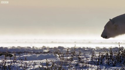 Un renard polaire chasse dans la neige