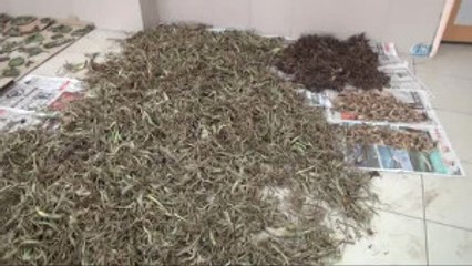 Işkın Bitkisinin Doku, Organ ve Hücre Hasarlarını Onardığı Tespit Edildi