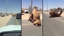 Et pendant ce temps-là à Dubaï..