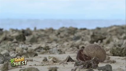 TAHITI QUEST Episode 1  - Le Reveil matinal de la famille Bleu _ Bonus #10 Saison 3 sur