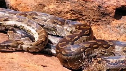 اكبر 5 أفاعي حقيقية في كل العالم  و اشترك با قناة