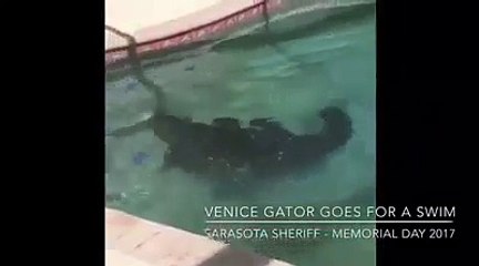 Floride : Frayeur pour une famille américaine qui trouve... un alligator dans sa piscine ! - VIDÉO