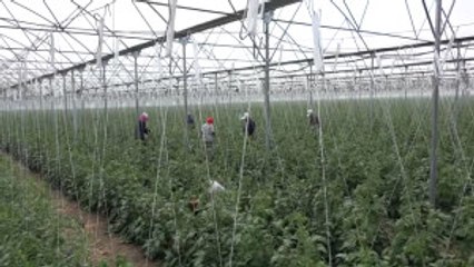 Tarım Işçilerinin Ramazanda Ekmek Kavgası - Samsun