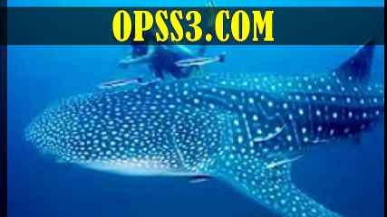 cebu city philippines 대전오피 오피쓰 opss3.com 대전건마
