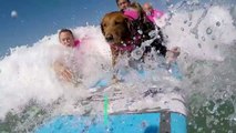 This surfing dog helps veterans and children heal-qYdD0