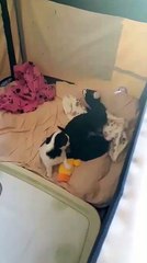 La portée âgée de 27 jours le 30.05.2017