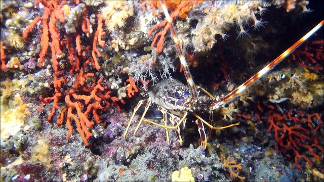 Plongées autour de Carry Le Rouet - Mai 2017