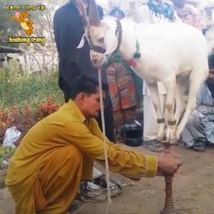 The audience surrounded the goat performing on the street