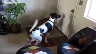 VIDEO Clip Funny Dogs Chasing Laser Pointers Compilation 2015 NEW