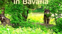 Beautiful wildlife in the Bavarian Forest  - Die Tierwelt im Bayrischen Wald-WvL2BVWKTs0