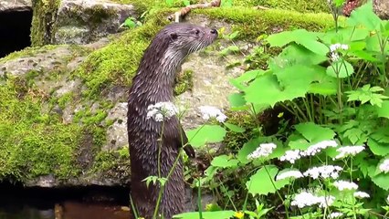 Beautiful wildlife in the Bavarian Forest  - Die Tierwelt im Bayrischen Wald-WvL2BVWK
