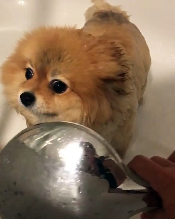 Ce loulou de poméranie après son bain est la chose la plus mignonne du jour, regardez ce qu'il fait lorsqu'il voit le sè