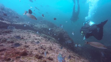 MERGULHO NAS ÁGUAS DE SANTOS - DIVING