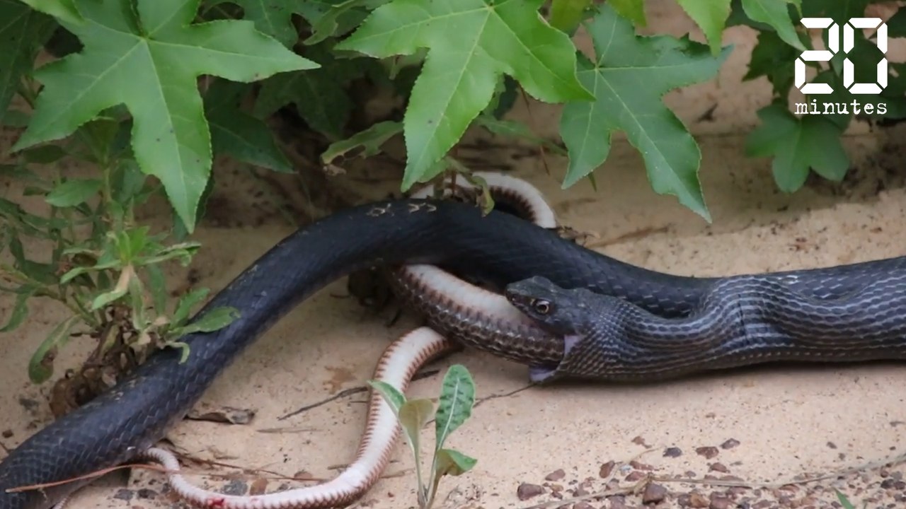 Un serpent qui vomit un serpent - Le Rewind du Mardi 30 mai 2017