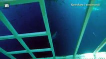 Un grand requin blanc enfreint la cage de plongeur