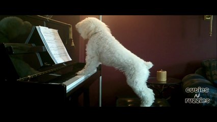 Dog Plays Piano and Sings