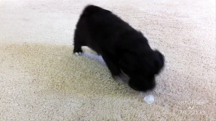 Puppy Dog vs. Ice Cube - Cute Alert!