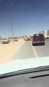 Deux chameaux excités ont bloqué le trafic au Qatar