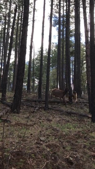 Mama Elk fights with bear to save her calf
