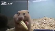 Young Corn Hamster