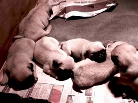 dreamlander chiot carlin 2007