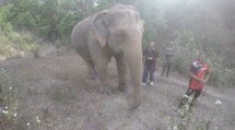 Asian Elephant - Elephant Nature Park - Chiang Mai, Thailand