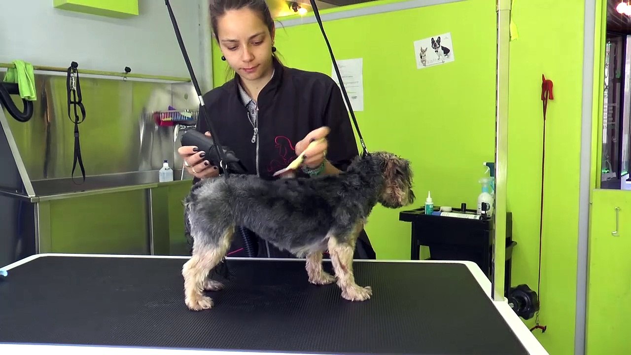 Barcelonnette : chiens et chats se refont une beauté au salon de toilettage "Attrape poils"