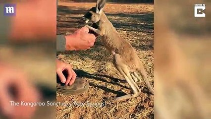 Baby kangaroo learns to stand for the first time