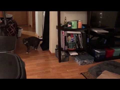 Cat Tries to Scare One of the Nine Lives Out of Her Sister