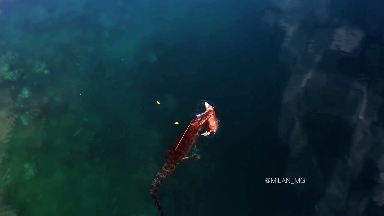 Timsahın domuz avı