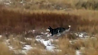 Hopping Husky Leaps Around Snow-Covered Field