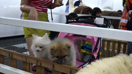 Pomeranian dogs make friends with sheep at pet exhibition