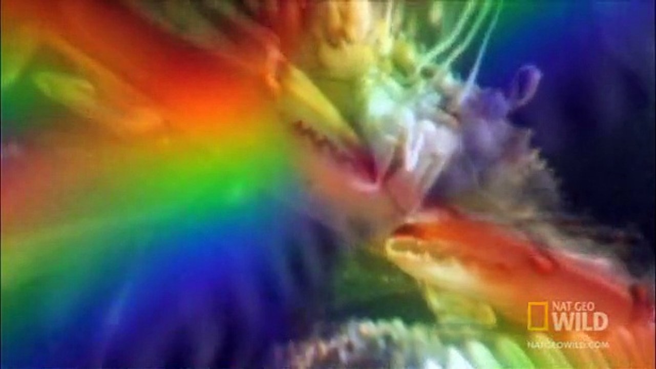 World of Survival**Baddest-Mantis-Shrimp-D-Destroyer**Must-See