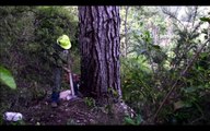 Primitive Technology Falling big tree in forest with Chainsaw Mi