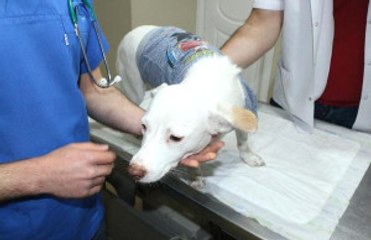 Havuçla Tecavüz Edilen Köpek Daha Fazla Dayanamadı