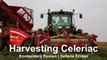 Harvesting Celeriac   Grimme Rootster 604 & John Deere 6150R   Knolselderij rooien C Breure en