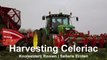 Harvesting Celeriac   Grimme Rootster 604 & John Deere 6150R   Knolselderij rooien C Breure