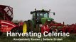 Harvesting Celeriac   Grimme Rootster 604 & John Deere 6150R   Knolselderij rooien C Breur