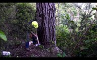 Primitive Technology Falling big tree in forest with Chai