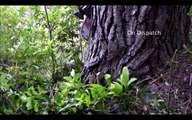 Primitive Technology Falling big tree in forest with Chain