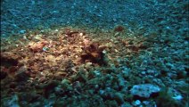 Ocean Wonders Encountering sea monsters (PBS Nature Documentary)