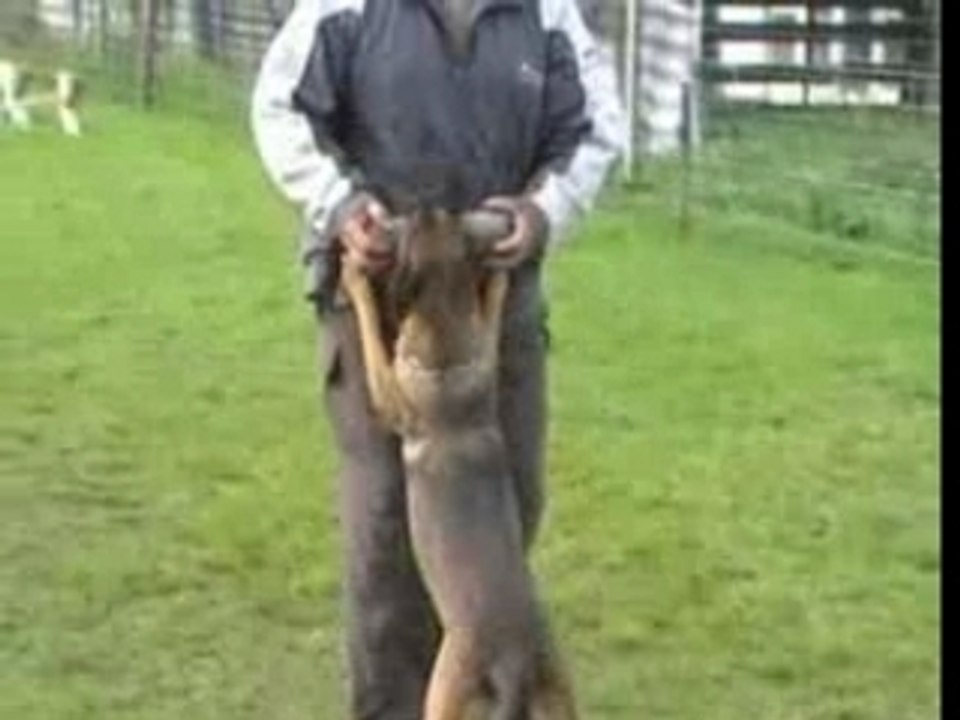 Elwood-UO-Follow Me!!