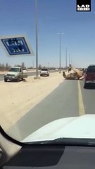 惊险一幕：两只骆驼在马路中间上演“活春宫”