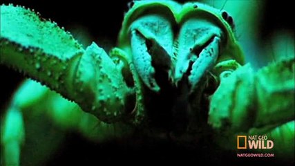 World of Survival**-Scorpion-Vs-Moth**Must-See-Action-2017