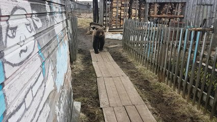Bear Strolls Through Backyard
