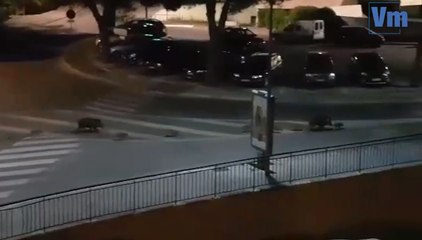 Dix-huit sangliers se baladent en ville, à Draguignan.
