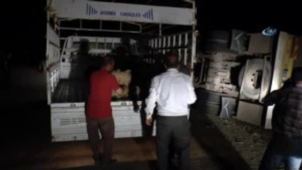 Tunceli'de Trafik Kazası: 5 Kişi Yaralandı, 50 Hayvan Telef Oldu