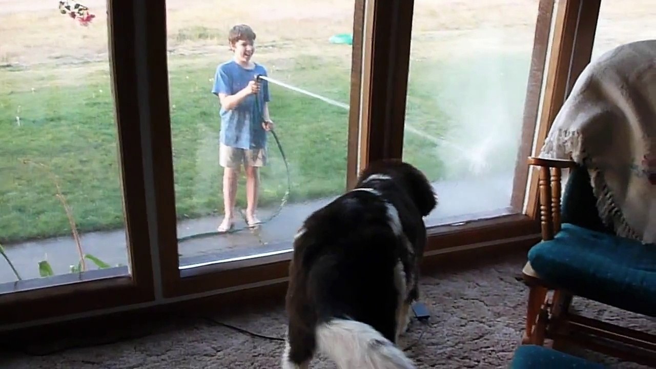 Giant Puppy Goes Crazy at Boy Shooting Water at Her!