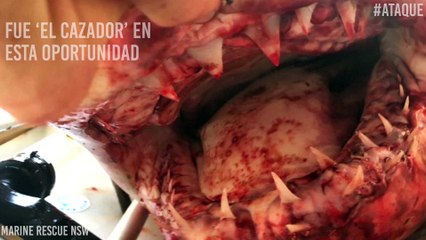 ¡Qué susto! Tiburón blanco saltó al bote de un pescador y esto fue lo que ocurrió
