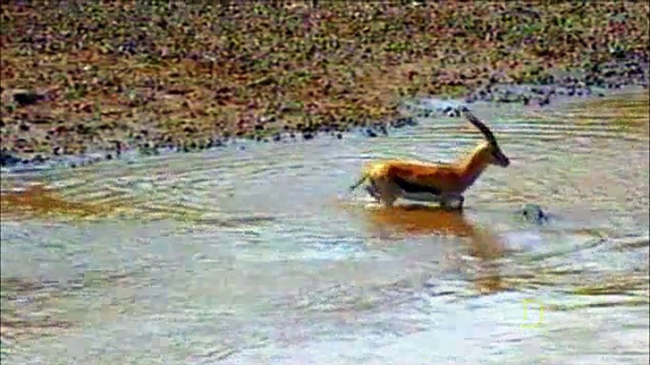 World of Survival**Feeding-Croc-Ambush**Must-See-2017